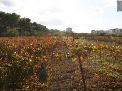 L�appezzamento � segnato da una stretta striscia verde e da filari di vite ricoperti da foglie rosse e gialle